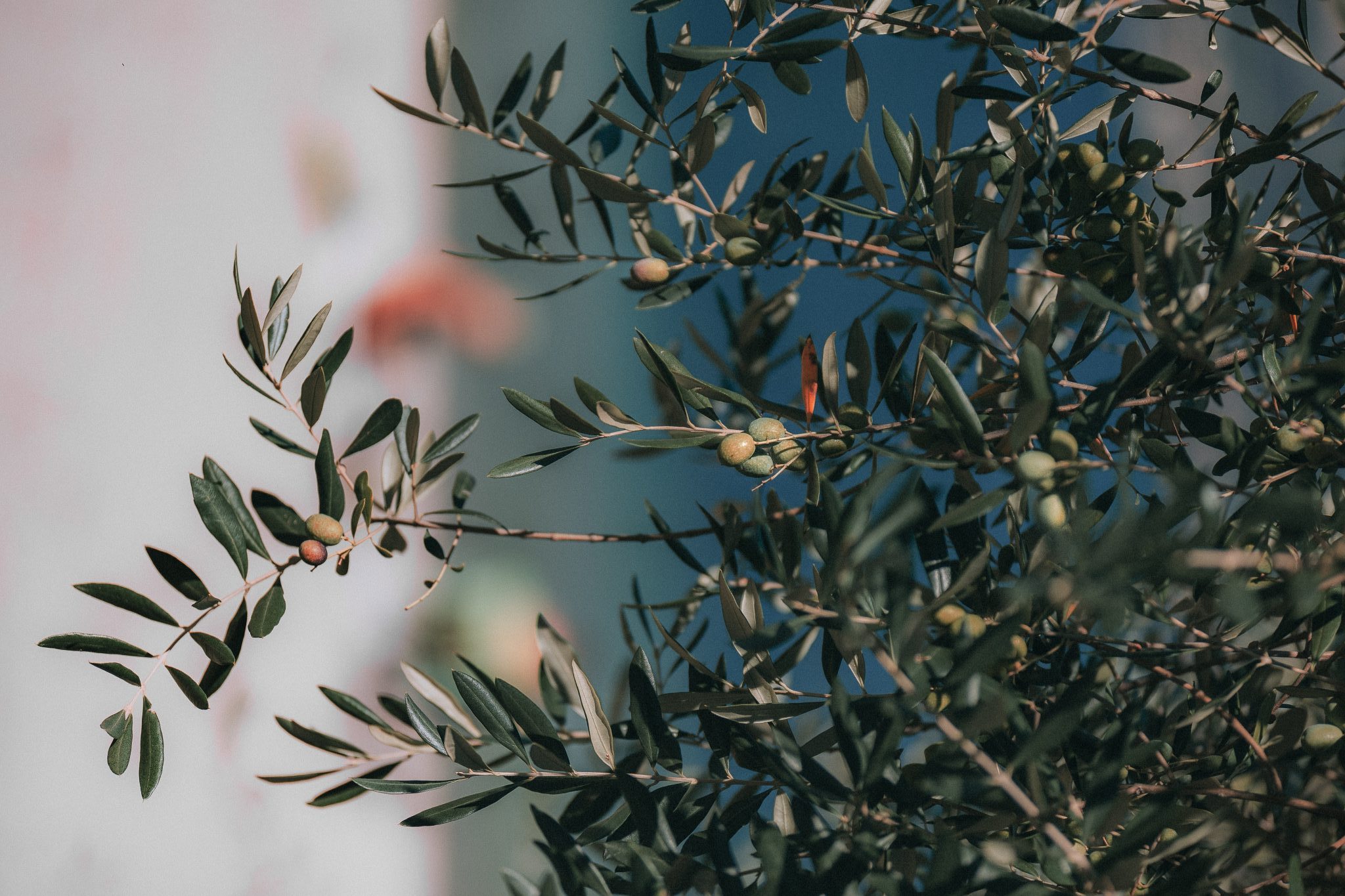 olio